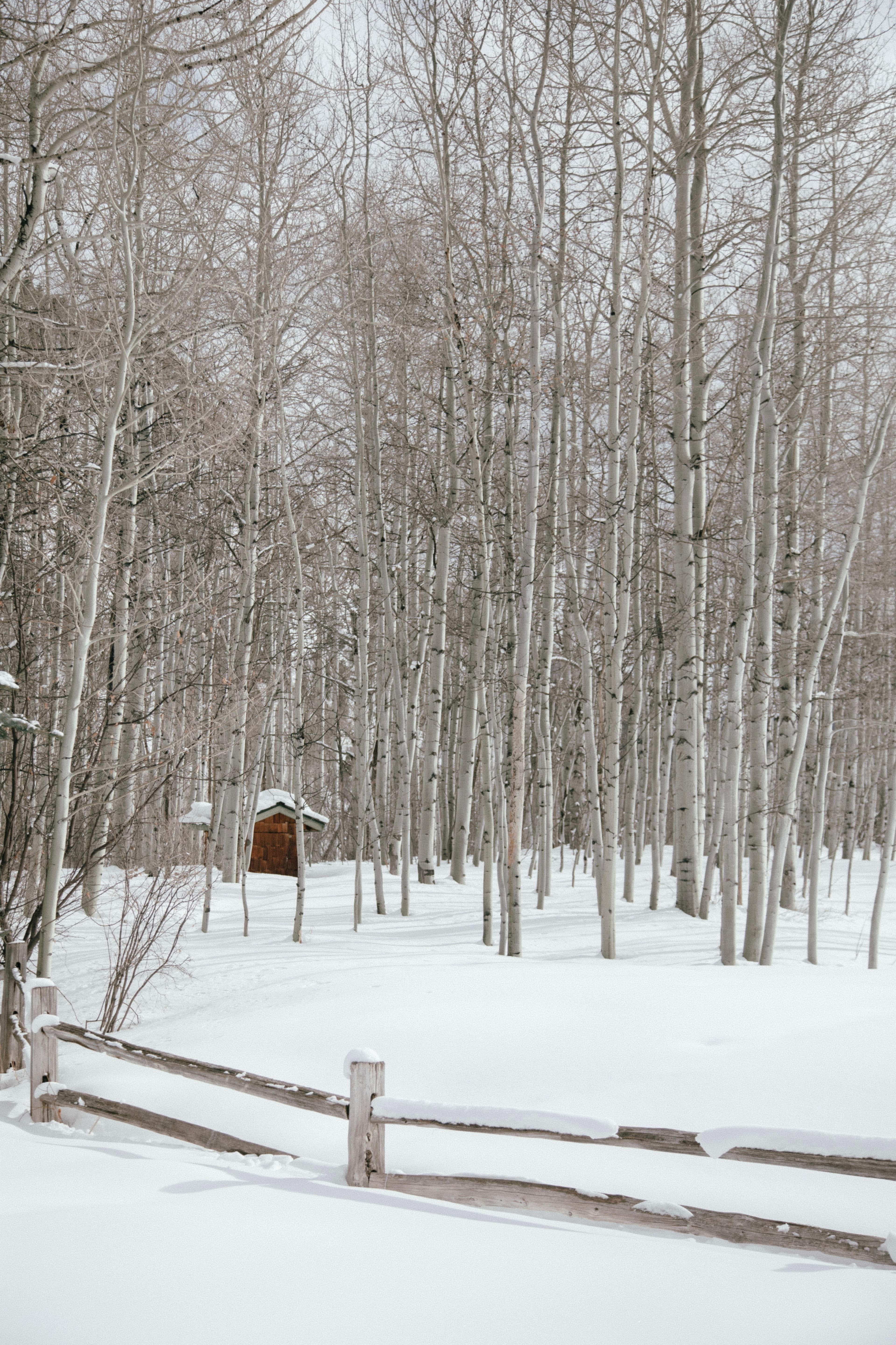 Small wooden house in snowy woods landscape